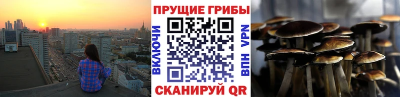 Купить где  Чернушка  Галлюциногенные грибы Psilocybine cubensis 